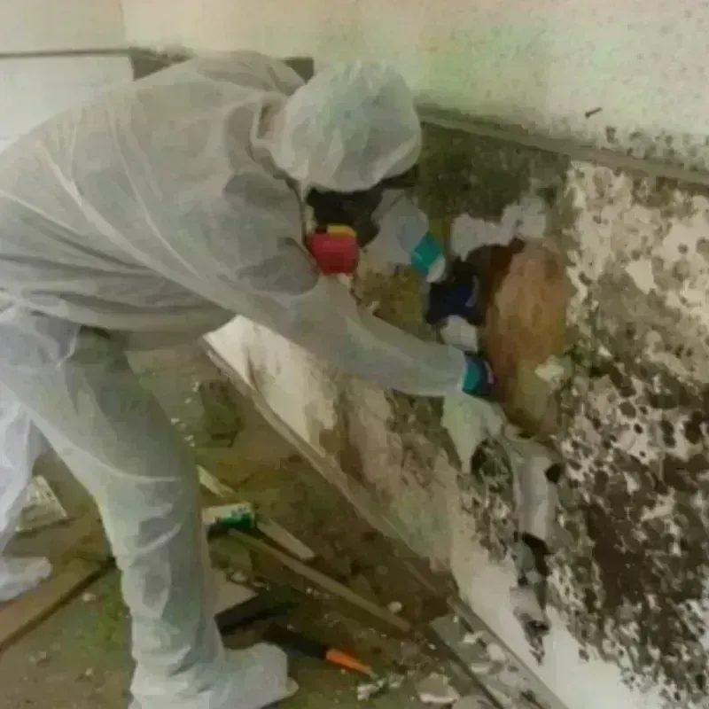 Mold Remediation and Removal in Jersey Shore, PA